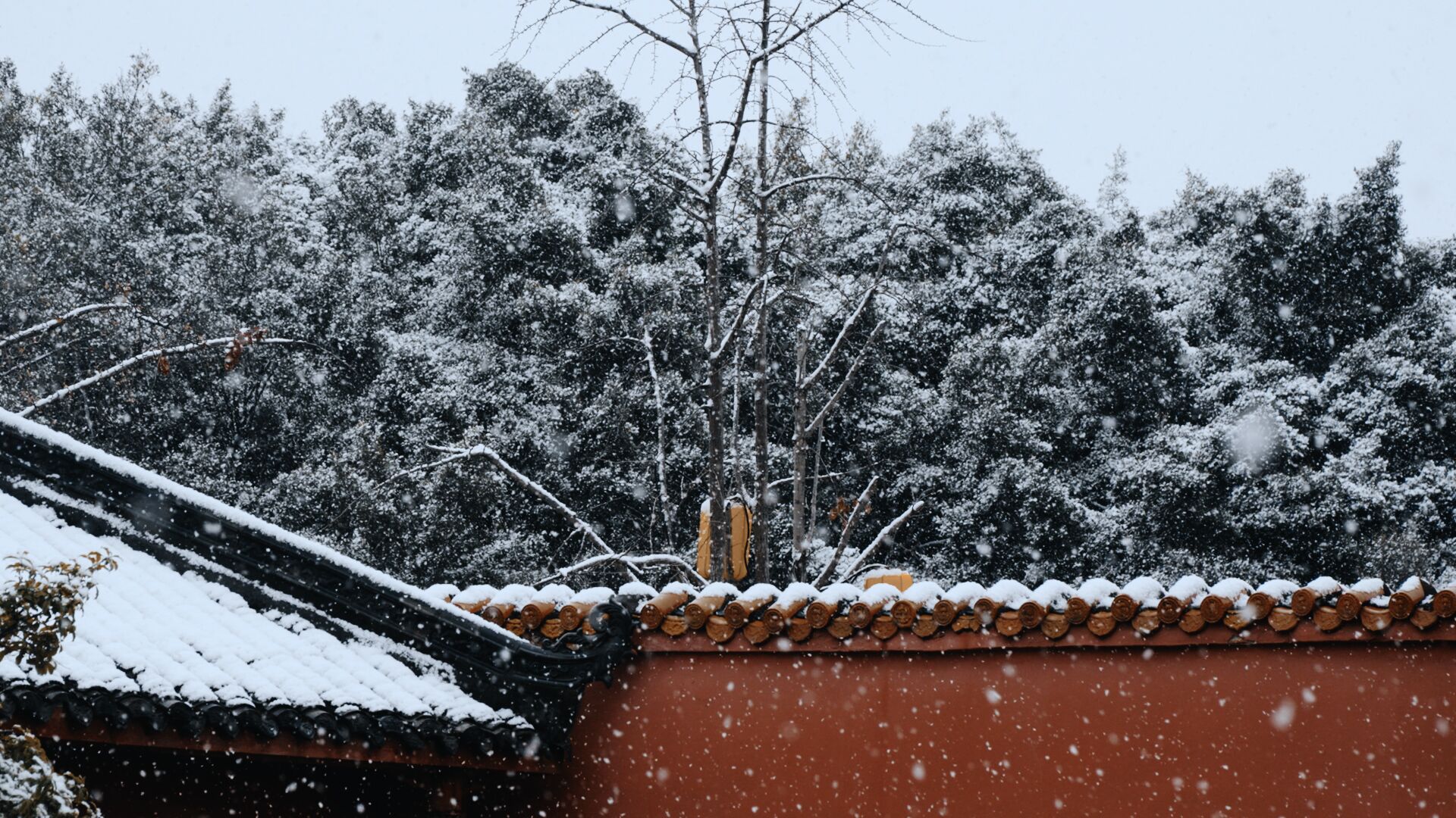 美哭了!德阳文庙的雪(图6) 美哭了!德阳文庙的雪(图6)